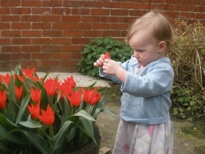 nancy tulips