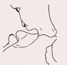 line drawing of thumb pressure above nipple, tilting nipple upwards as baby prepares to latch